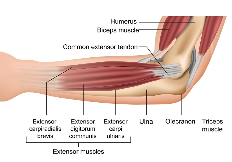 Elbow Diagram