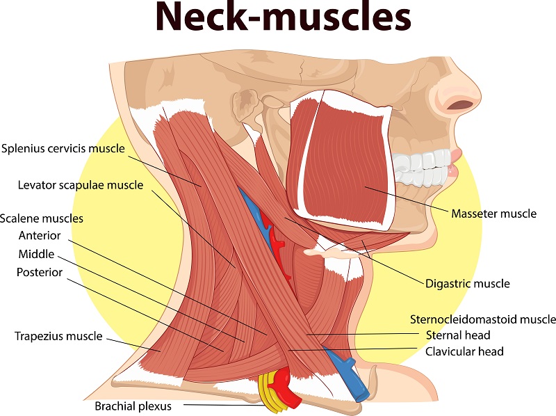 Neck Muscles